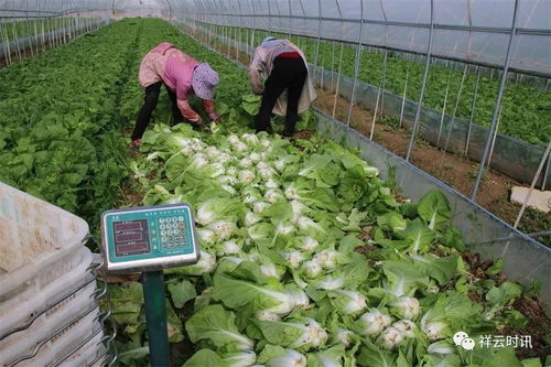 祥云下，新鮮蔬菜馳援疫區(qū)的溫暖之路